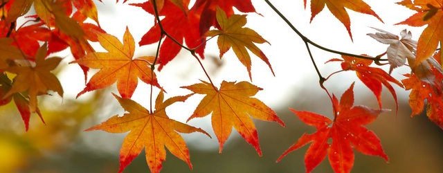 Fall Colors in Townsend