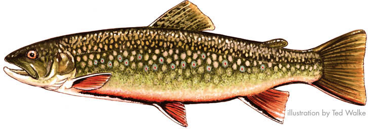 The Smoky Mountain Brook Trout